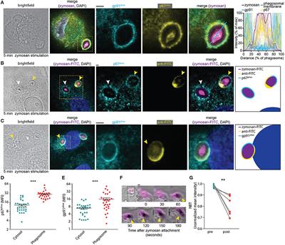 Human Monocyte-Derived Dendritic Cells Produce Millimolar Concentrations of ROS in Phagosomes Per Second